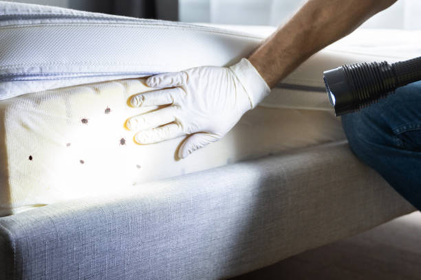 Best Commercial Pest Control Services  in Gold Canyon, AZ