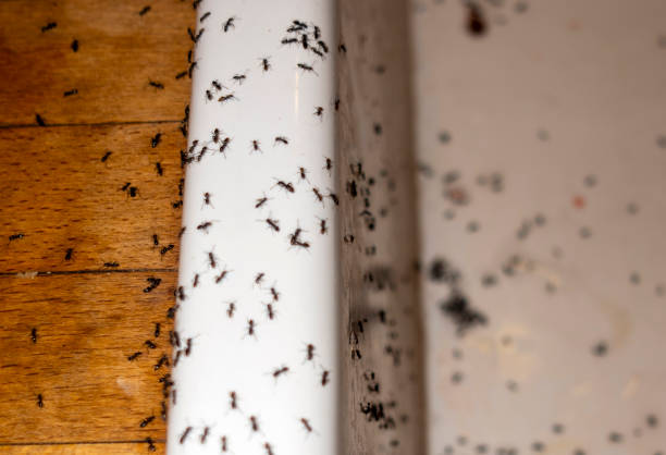 Best Affordable Pest Control Services  in Gold Canyon, AZ