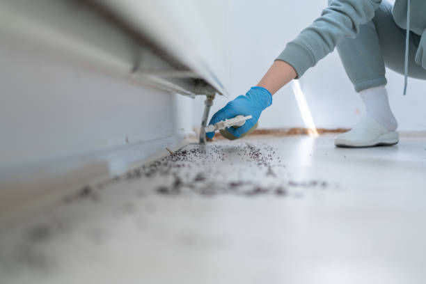 Best Pest Control Near Me  in Gold Canyon, AZ